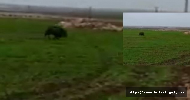 Sürü halinde geziyorlar! Urfa’da yaban domuzları görüldü