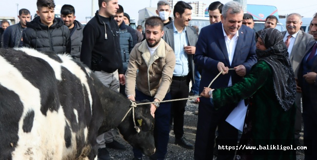 Urfa'da Vatandaş Büyükbaş Hayvan Desteği