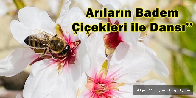 Baharın Habercisi! Urfa’da Badem Ağaçları Çiçek Açtı