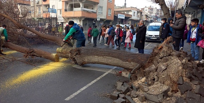 Şanlıurfa'da sağanak yağış ağaç devirdi