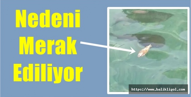 Balıklıgöl'de Balık Ölümleri! Nedeni Merak Ediliyor