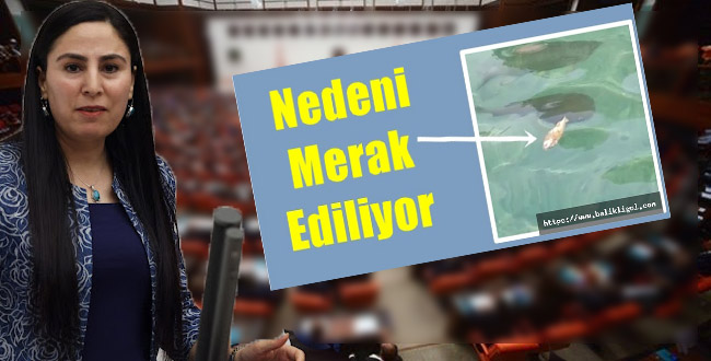 Balıklıgöl'deki Balık Ölümleri TBMM'ye Taşındı