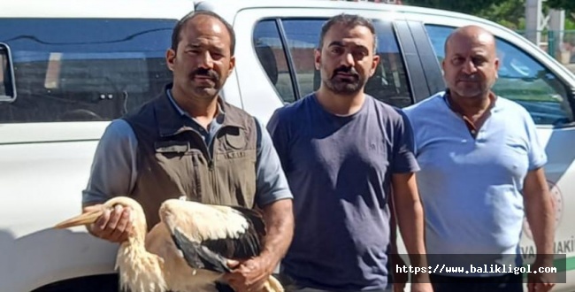 Urfa’da Bitkin Düşen Leylek Tedavi Altına Alındı