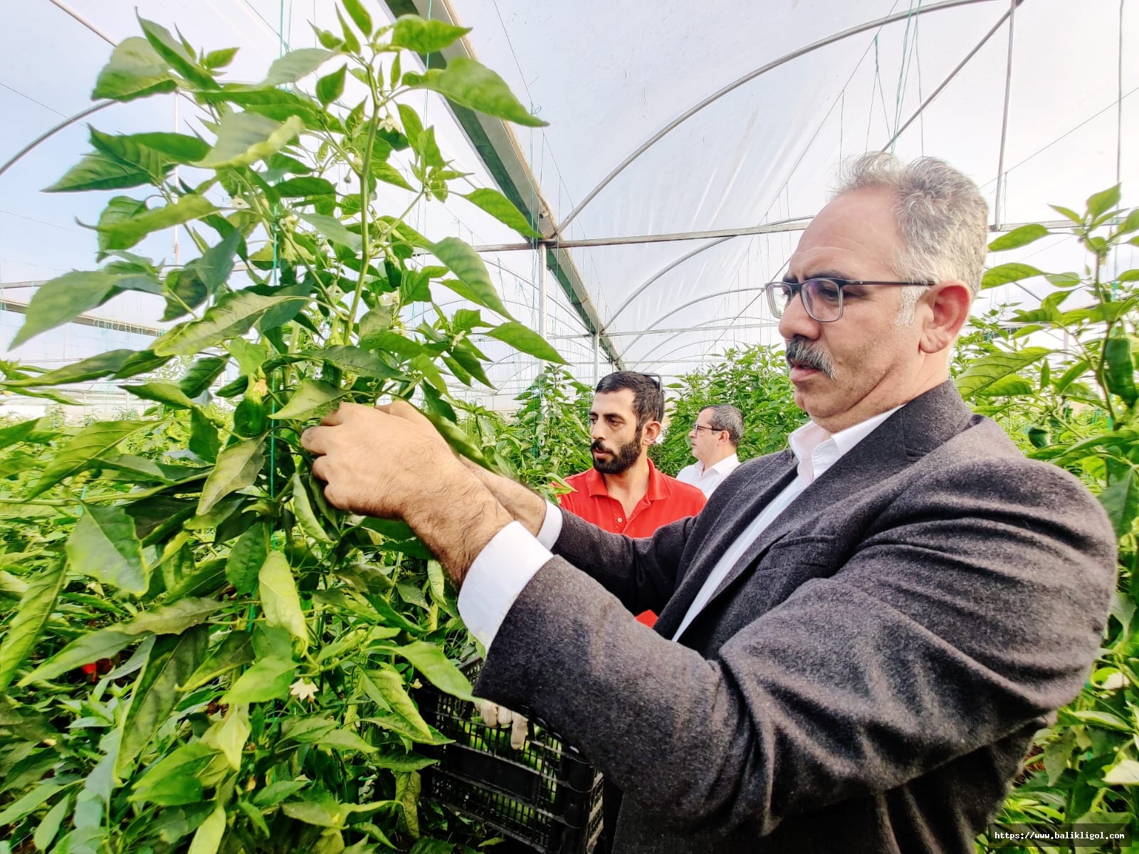 Eyyübiye Sera Kent’teki Yüksek Rekolte Ümit Veriyor