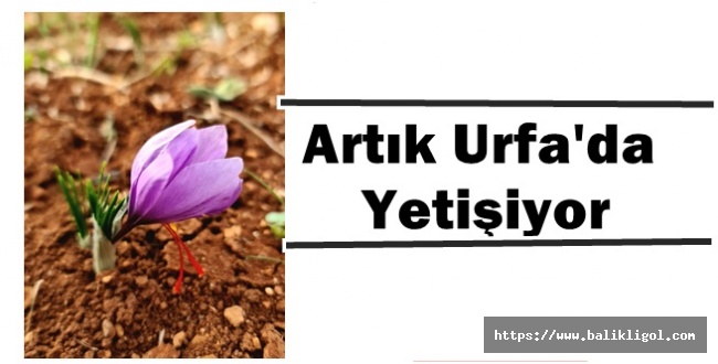 Dünyanın En Değerli Baharatı Safran Bitkisi Artık Şanlıurfa’da Yetişiyor