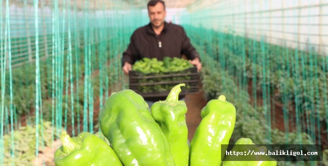 Toplum Temelli Seracılık Projesinde Hasat Devam Ediyor