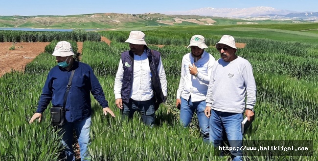 Urfa’da  Kuraklığa Karşı İki Yeni Buğday Çeşidi Geliştirildi