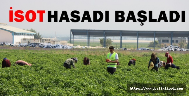 Urfa'da ata tohumu ile yetişen biberler isota dönüşümü başladı