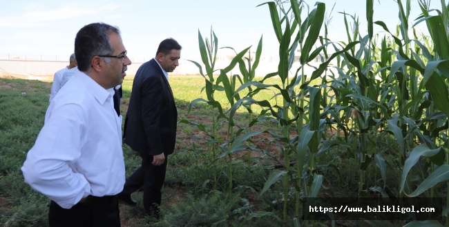 Amatem de hobi bahçesi ile tarla terapisi uygulanıyor