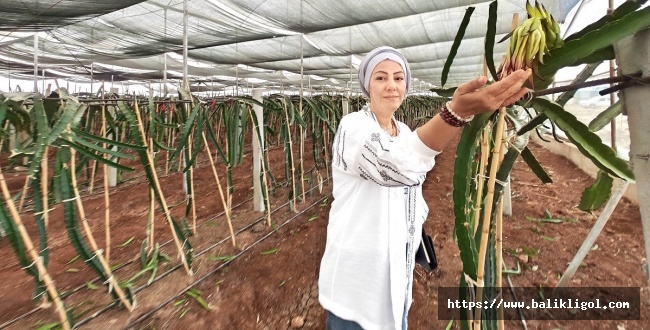 Eyyübiye Sera Kent Tropikal Meyvede Başarıya Ulaştı