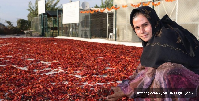 Urfa’nın Tescilli Lezzeti İsotun Hasadı Yapıldı