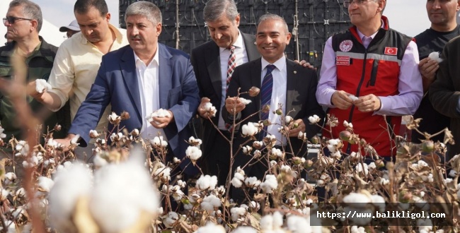 Şanlıurfa'da 1.Pamuk festivali düzenlendi