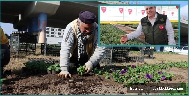 Rengarenk Çiçekler Şanlıurfa Sokaklarını Süsleyecek