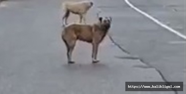 Urfa'da kuduz köpek ısırmıştı karantinaya alındı