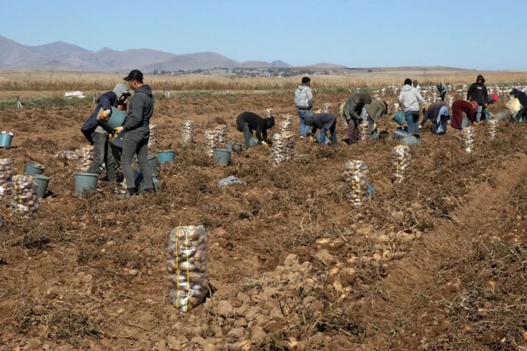 50 bin dekar alana ekilen patateste verim yüksek