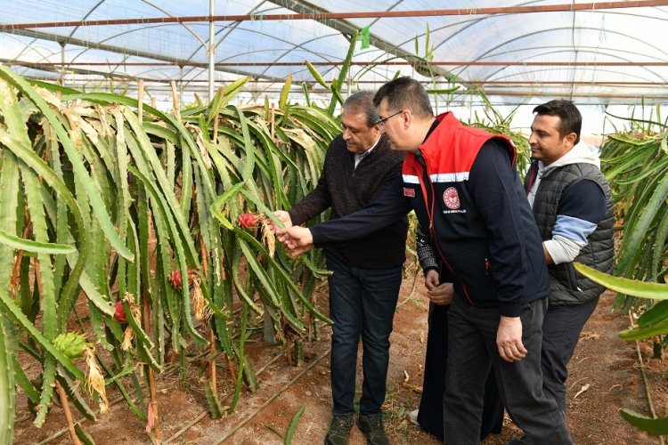 URFA'DA EJDER MEYVESİ ÜRETEN KADINA VALİ ŞILDAK'TAN TEBRİK ZİYARETİ