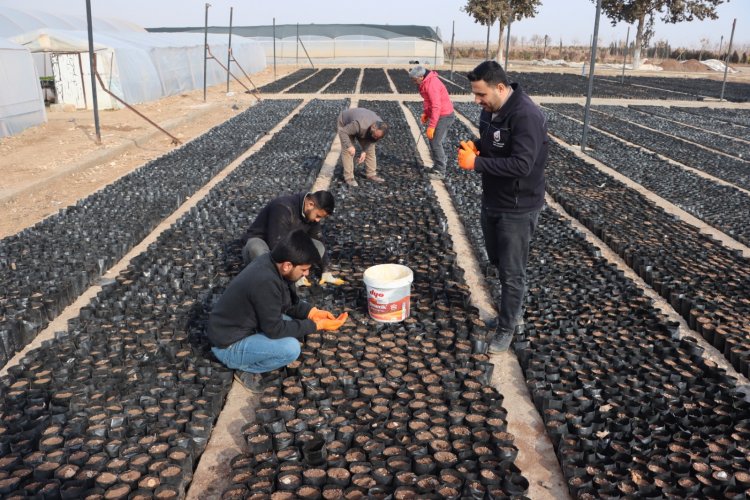 Urfa’da Keten Köyneği Fıstığı İçin Proje İle 100 Bin Fıstık Fidanı Yetiştirilecek